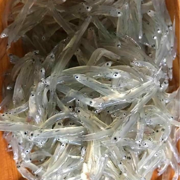 Độc đáo Cá cơm mờm