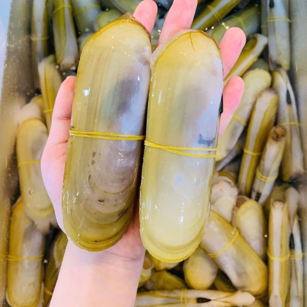 Ốc móng tay chúa loại 1