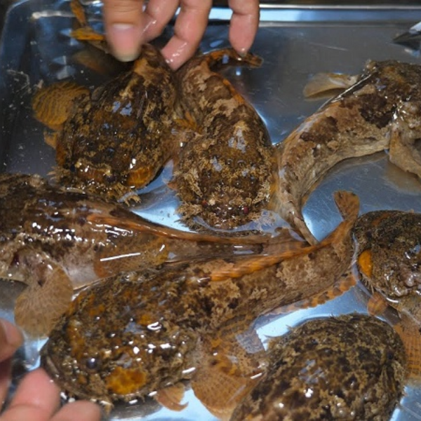 Cá mặt quỷ giá sỉ 