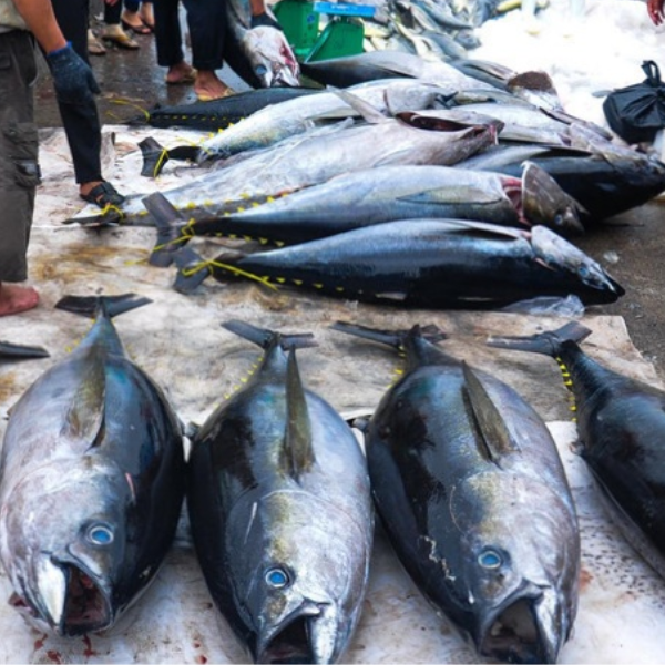 cá ngừ đại dương