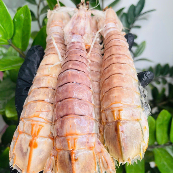 Tôm tít trứng sống