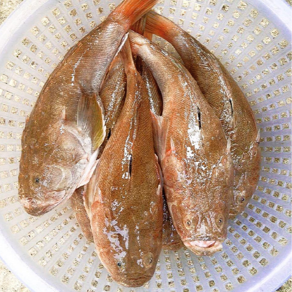 cá bùng binh giá sỉ 