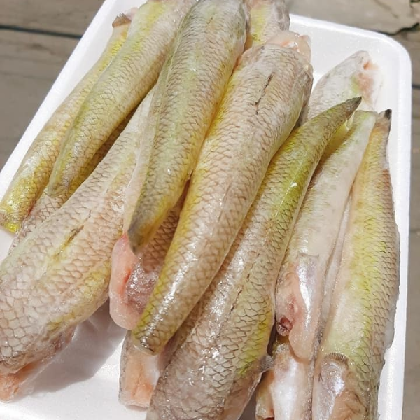 Cá bống đỏ biển giá sỉ 