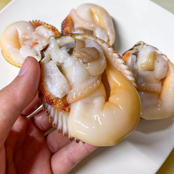 Sò dương giá sỉ