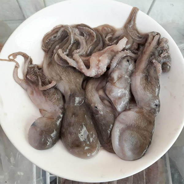 Bạch tuộc baby giá sỉ