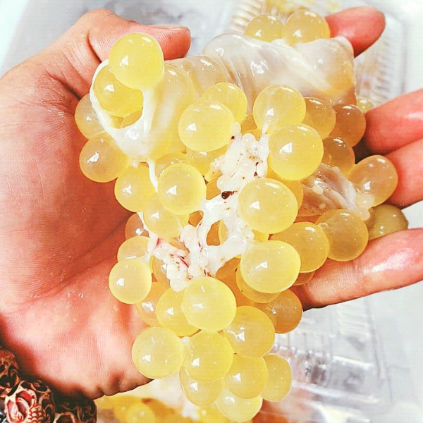 Cá thiều giá sỉ